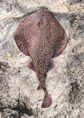Tonkin Numbfish photo 1