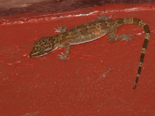 Thong Pha Phum Bent-toed Gecko, Cyrtodactylus thongphaphumensis