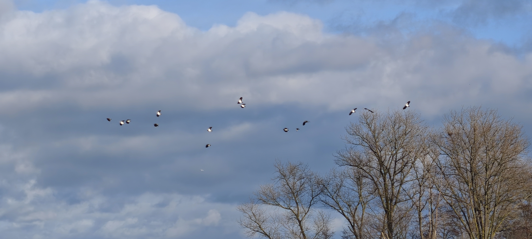 Northern Lapwing (Vanellus vanellus), photo 10
