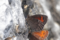 Erebia styx