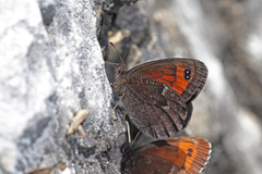 Erebia styx