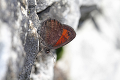 Erebia styx