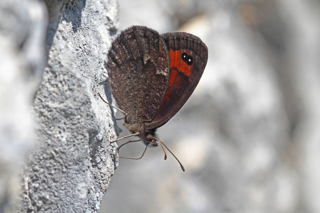 Erebia styx