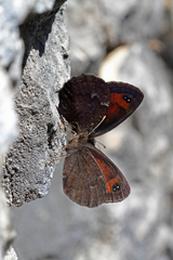 Erebia styx