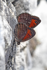 Erebia styx