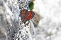 Erebia styx