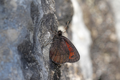 Erebia styx