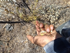 Mimosa palmeri