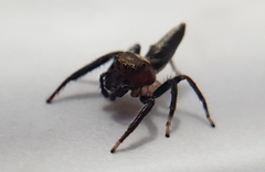 Opisthoncus mordax