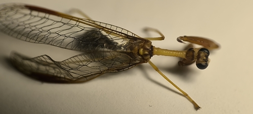 Eumantispa harmandi