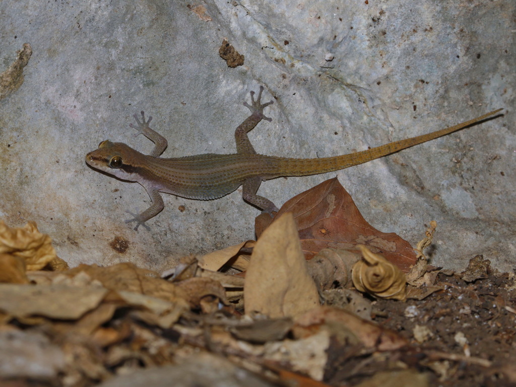 Black-spotted Leaf-toed Gecko