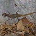 Black-spotted Leaf-toed Gecko - Photo (c) ian_dugdale, some rights reserved (CC BY)