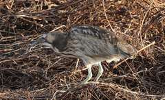 Botaurus
