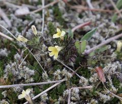 Euphrasia cockayneana