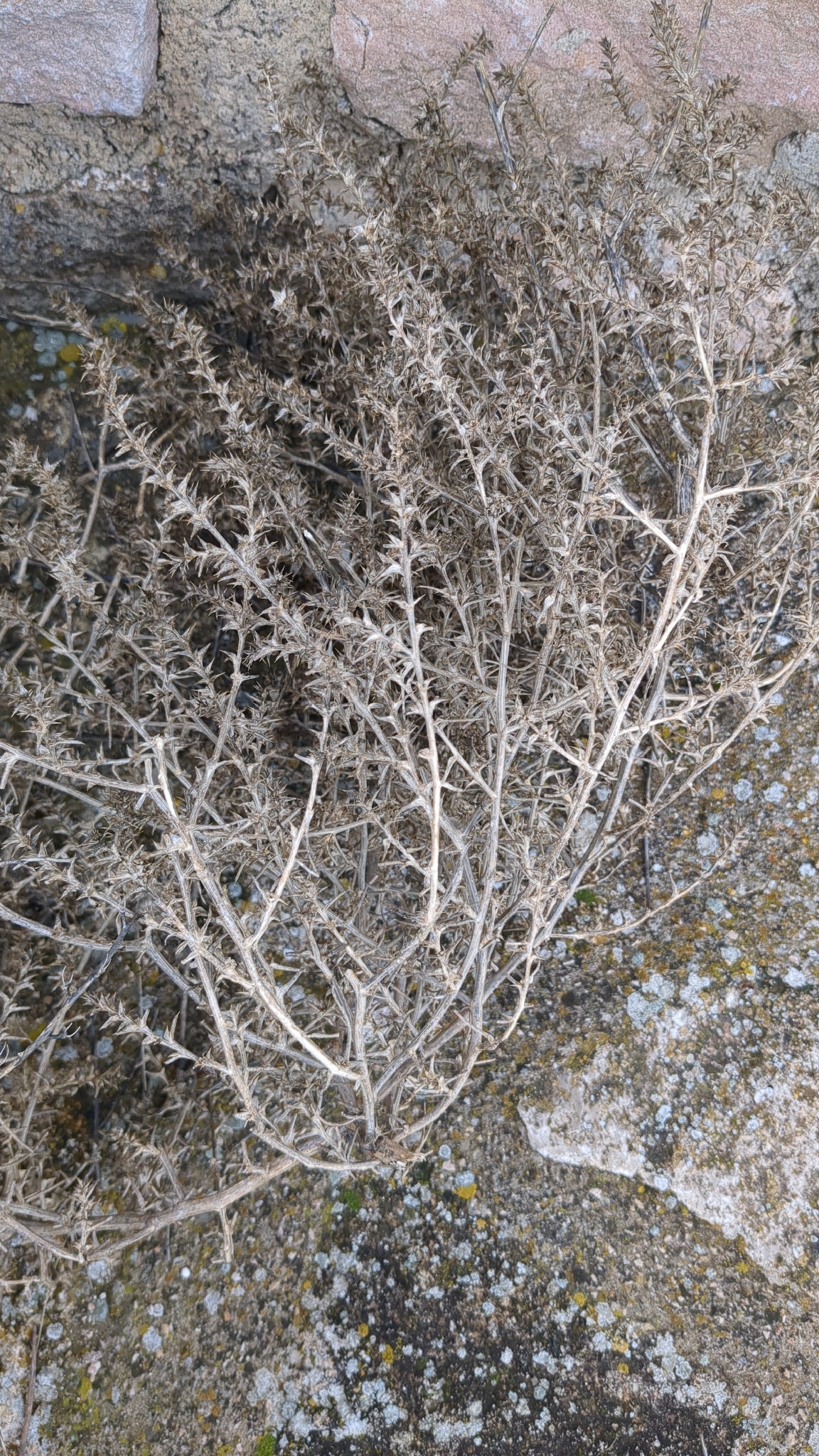 Salsola kali