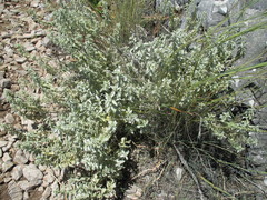 Mercurialis tomentosa