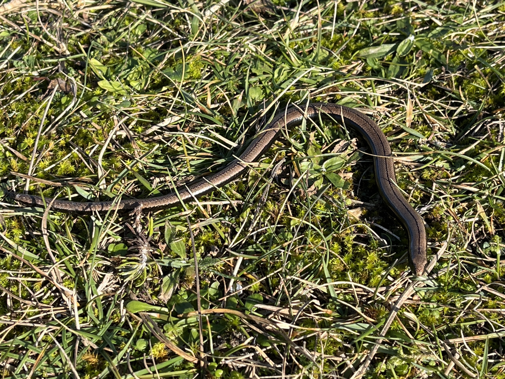 Anguis fragilis Linnaeus, 1758