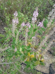 Aloysia macrostachya