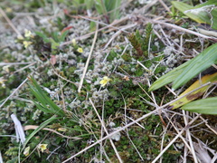 Euphrasia cockayneana