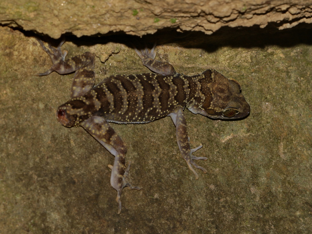 Doi Inthanon Bent-toed Gecko