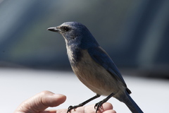 Aphelocoma coerulescens