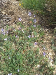 Astragalus emoryanus