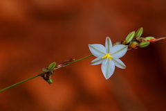 Chlorophytum fasciculatum