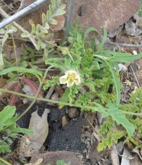 Chamaesaracha coniodes