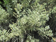 Mercurialis tomentosa