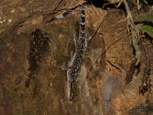 Doi Suthep bent-toed gecko, Cyrtodactylus doisuthep