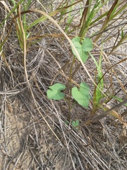 Cocculus diversifolius