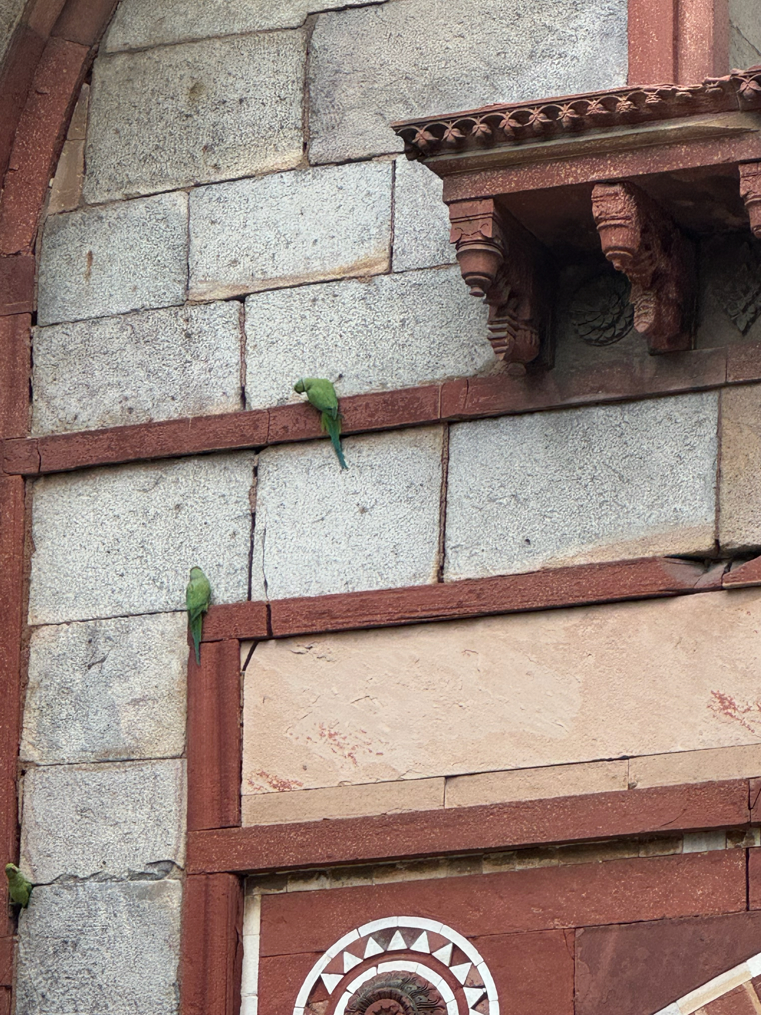 Rose-ringed Parakeet (Psittacula krameri), photo 4