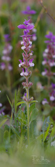 Salvia viridis