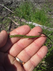 Eriochloa punctata