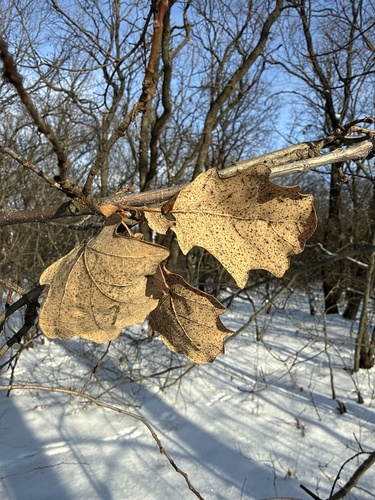 Chinkapin oak