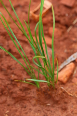 Chlorophytum fasciculatum