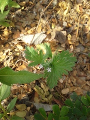 Glandularia quadrangulata