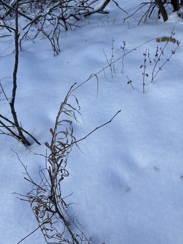 Foto de Melica altissima