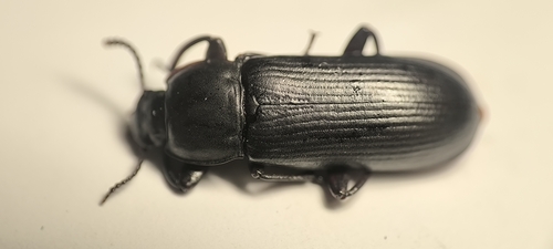Yellow Mealworm Beetle