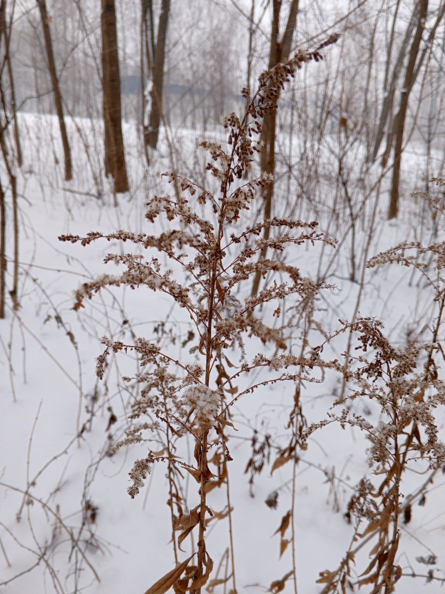 Zlatobýl Romantic Glory — foto