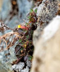 Lindenbergia muraria