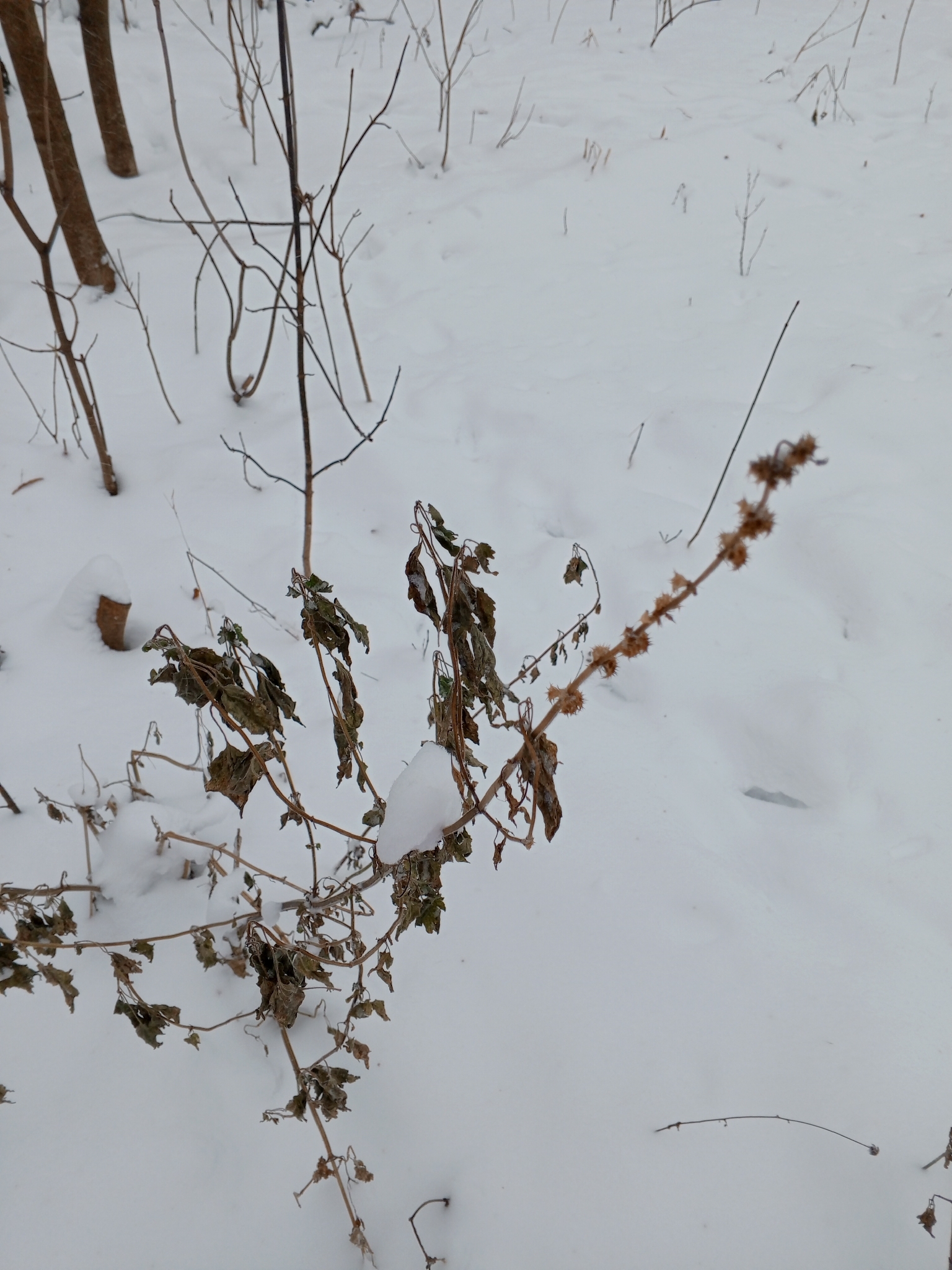Five-lobed motherwort