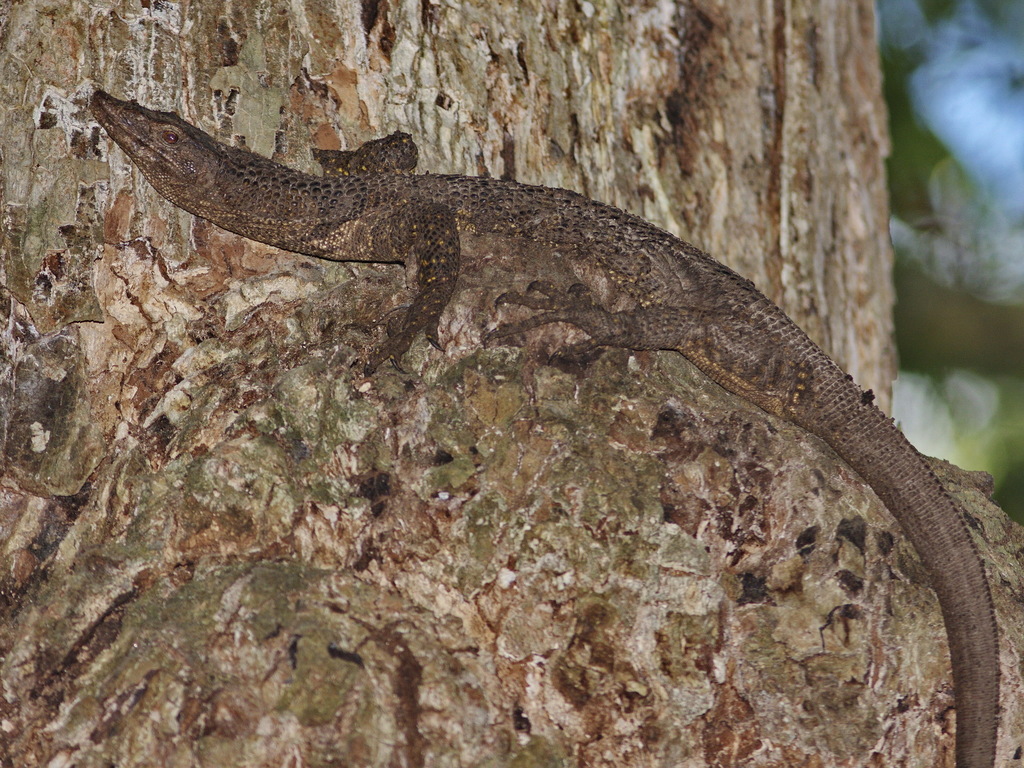 Dumeril Monitor