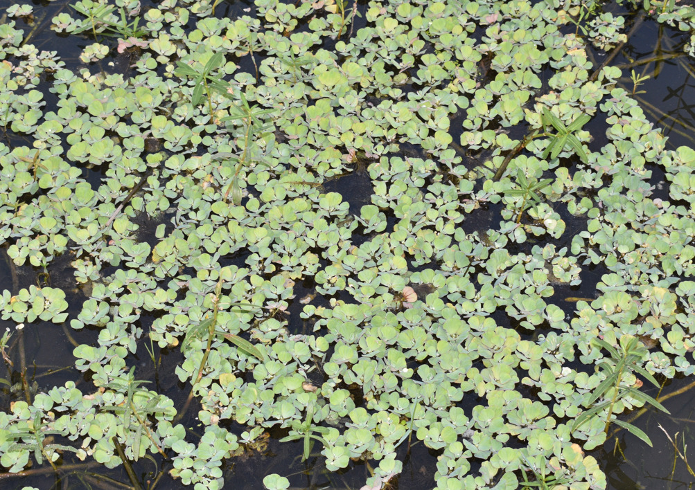 Water lettuce