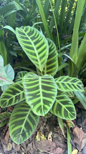 Foto de Maranta, Sassará