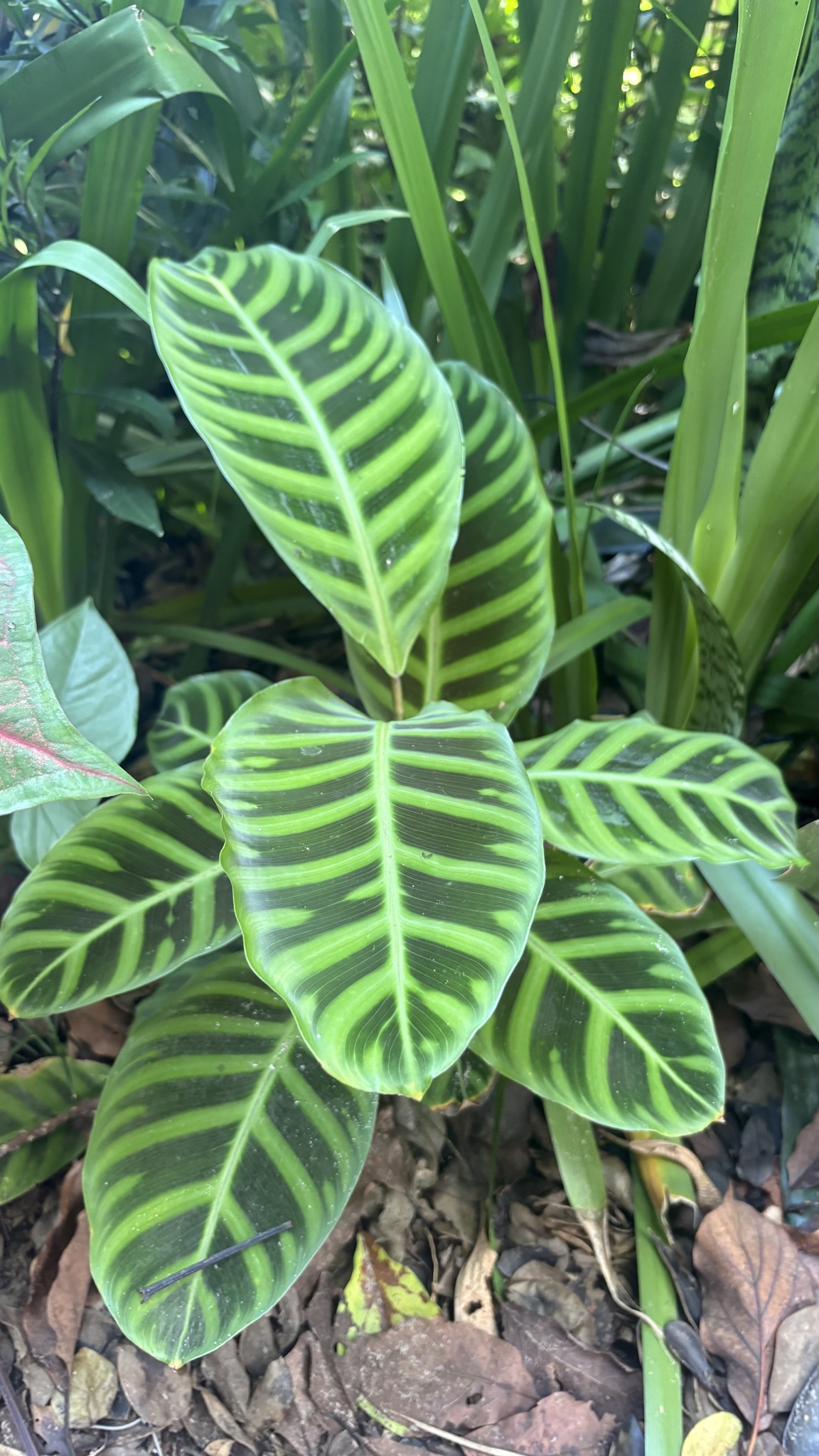 Imagem de Maranta, Sassará