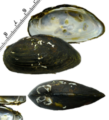 Nodularia breviconcha