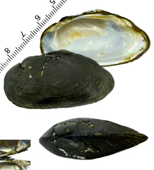 Nodularia breviconcha