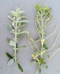 Mercurialis tomentosa
