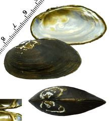 Nodularia breviconcha